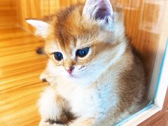 -猫十亿·布偶金渐层·曼基康矮脚猫舍(青年路店)
