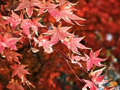 -西山漾湿地公园