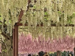 -嘉定紫藤园