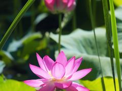 -羊亭河湿地公园