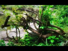 -云溪植物园