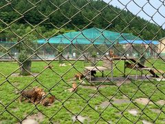 -横道河子东北虎林园