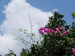 -紫阳古街