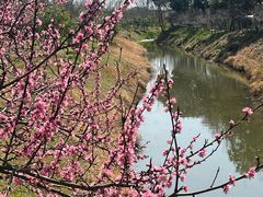 -合肥滨湖国家森林公园