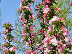 -海棠花溪(元大都城垣遗址公园)