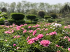 -洛阳市隋唐城遗址植物园