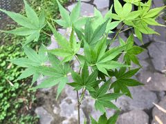 -诸葛双忠祠