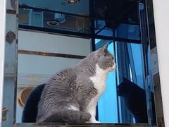 -Catmate·猫肥家润(金润铂宫店)
