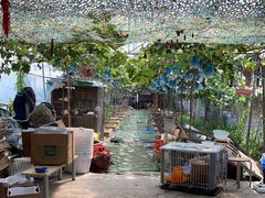 -马陆小张葡萄园农家乐