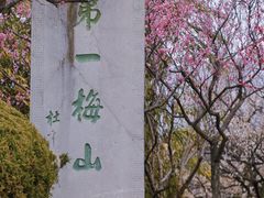 -梅花山(明孝陵内)