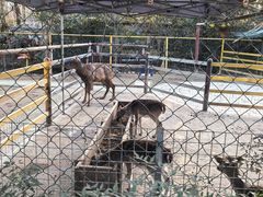 -合肥滨湖国家森林公园