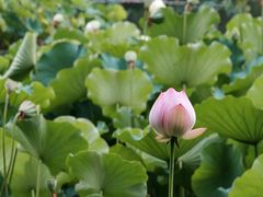 -木塔寺遗址生态公园
