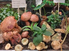 -福照楼汽锅鸡·云南菜(护国路店)