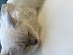 -怪兽屋·羊驼·猫咖·狗咖(俊华广场店)