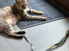 -Again Coffee Roaster(香蜜湖店)