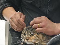 -中农国际动物医院24小时·猫科·骨科·急重症中心