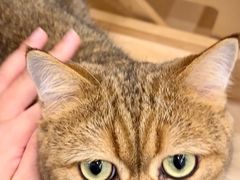 -有喵·猫咖·狗咖·40+猫狗有小奶狗(岗厦店)