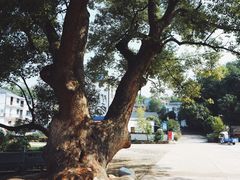 -清漾毛氏文化村