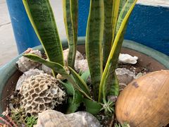 -花乐餐厅(涠洲岛店)