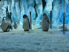 -帝企鹅自助餐厅•儿童岛•真企鹅(长隆企鹅酒店)