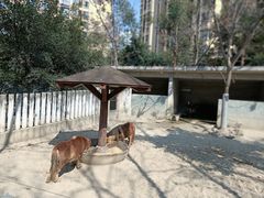 -成都动物园