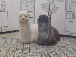 -神奇动物撸宠馆·羊驼·小浣熊·异宠(豫园店)
