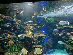 -瑞普利水族馆