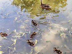 -莲花池公园
