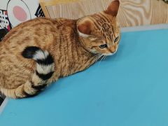 -四月宠物医院·猫专科·心脏专科·内科(转塘店)