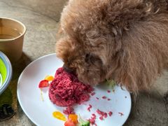 -百好乐宠物友好餐厅(朝外大街店)