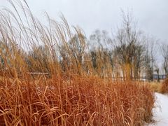 -野鸭湖国家湿地公园