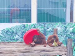 -西霞口神雕山野生动物世界
