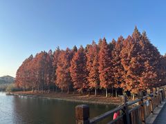 -溱湖国家湿地公园