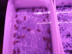 -中环花鸟鱼虫市场