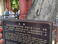 -蓬莱阁景区