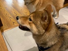 -柴务处·柴犬主题狗咖