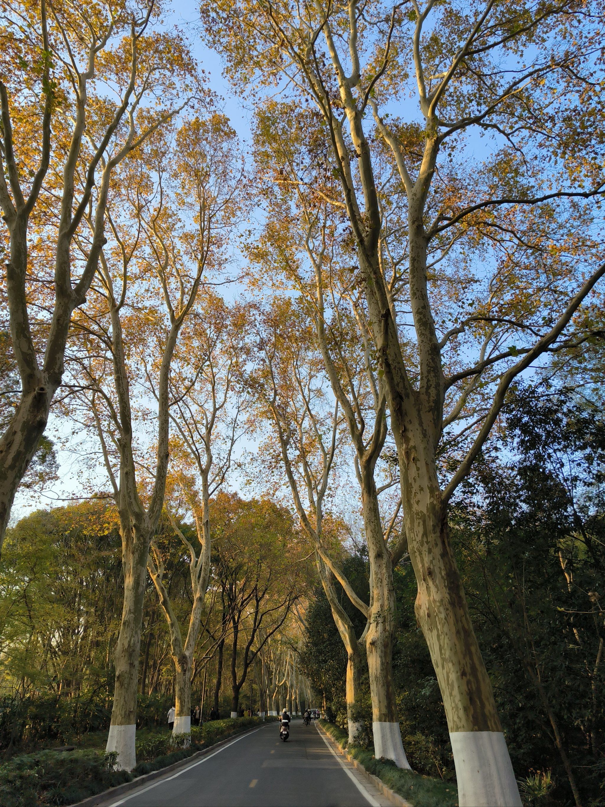 好喜欢金色的梧桐树