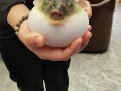 -肆月河豚·新淮扬(金融街店)
