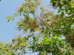 -大兴滨河森林公园