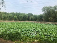 -尚庄度假村·庭台树下·户外烧烤·团建CS·轰趴营地(上庄水库店)