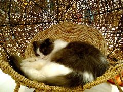 -飞行喵MR PILOT|猫舍·猫咖(静安大融城店)