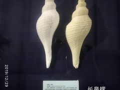 -上海海洋大学鱼文化博物馆(军工路校区)