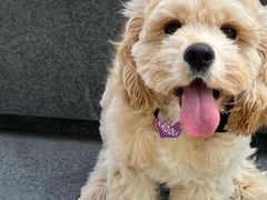 -萌宠之家·腊肠犬·马尔泰·小体犬舍