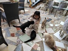 -喵屿·大理花园猫咖