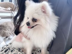 -怪兽屋·羊驼·猫咖·狗咖(俊华广场店)