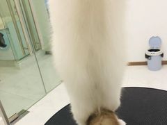 -momokira米努特·德文卷毛猫·棉花面纱犬