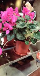 -唐朝造型·甄选