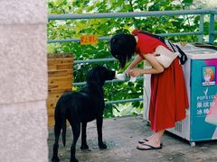 -猫咪博物馆(顶澳仔猫街店)