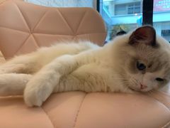 -momokira米努特·德文卷毛猫·棉花面纱犬