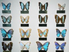 -上海昆虫博物馆